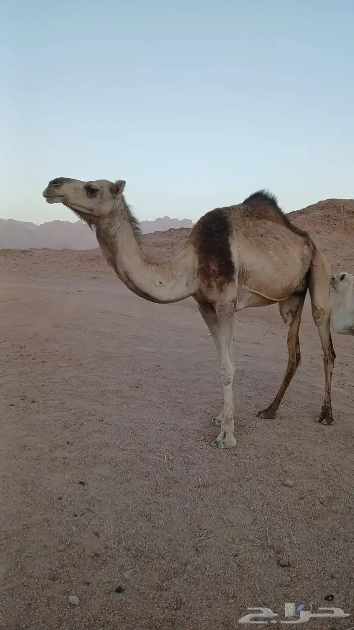ناقه خلفه 0
