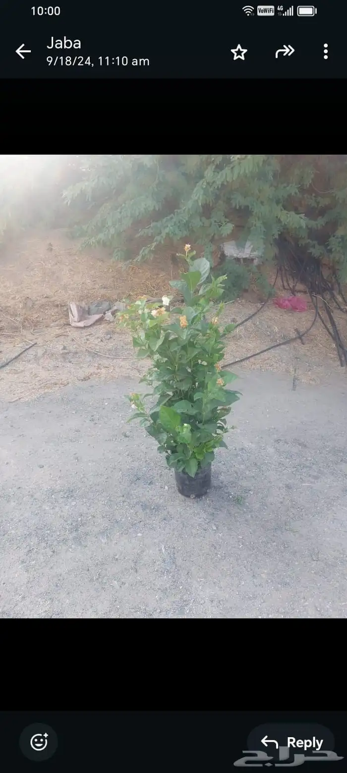 مشاتل مشتل للبيع الاشجار بالجملة جدة 9