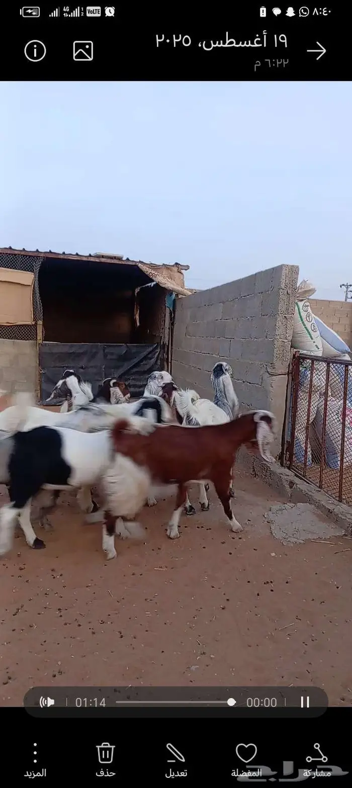 للبيع جفارمشاريك خصم منوت القناي 5