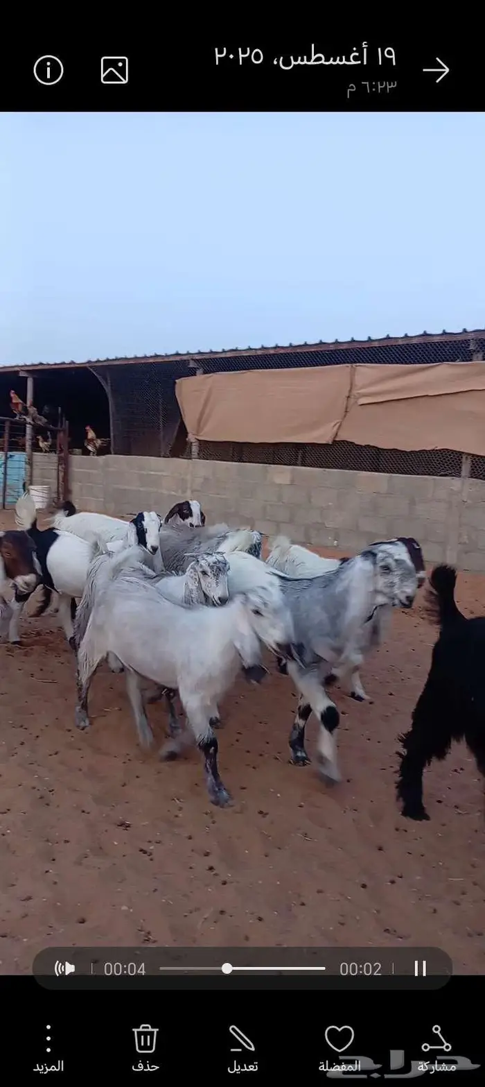 للبيع جفارمشاريك خصم منوت القناي 6