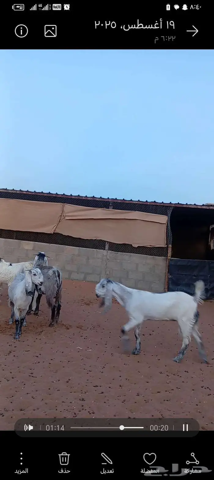 للبيع جفارمشاريك خصم منوت القناي 2