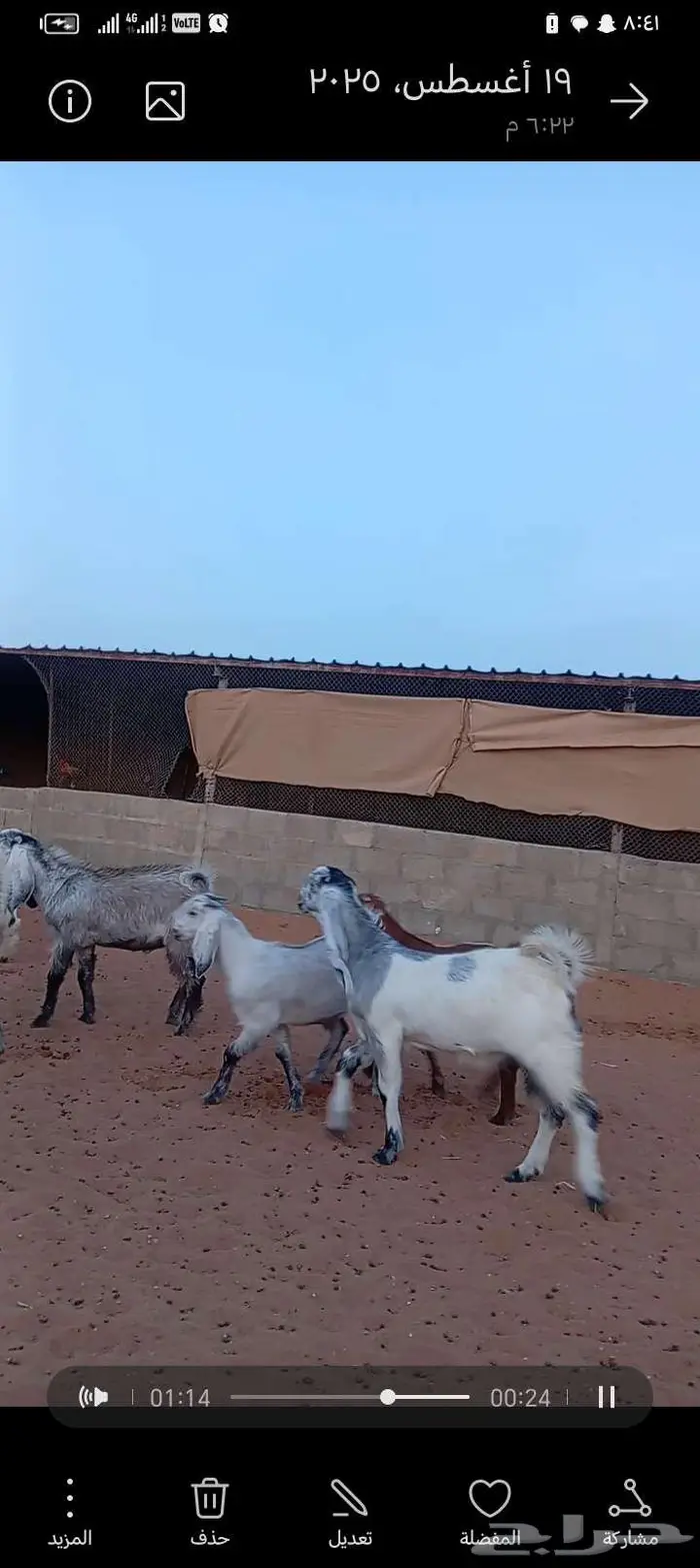 للبيع جفارمشاريك خصم منوت القناي 3