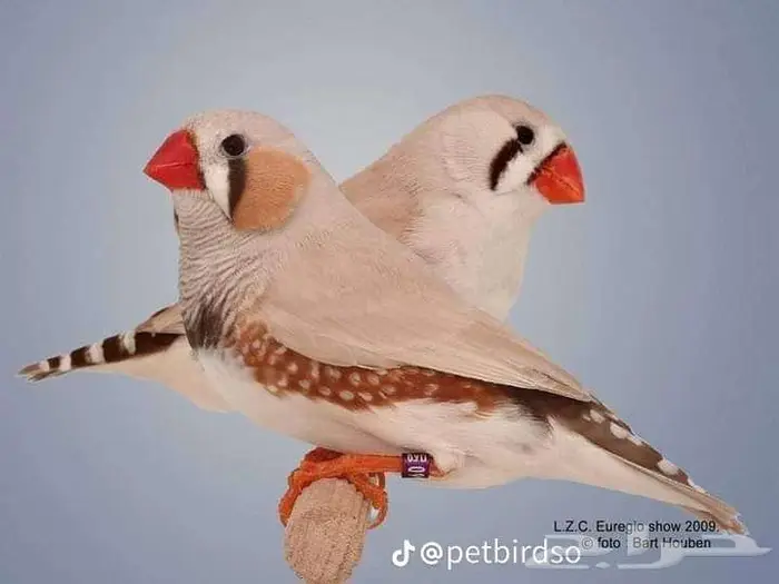 متبني 1