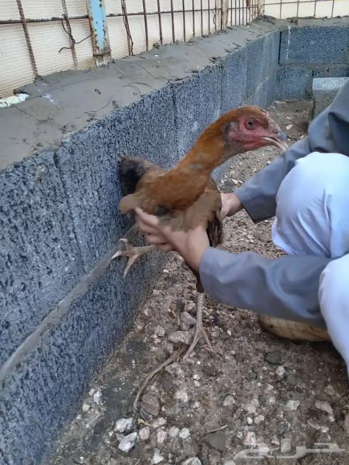 دجاج باكستاني ميوالي 4