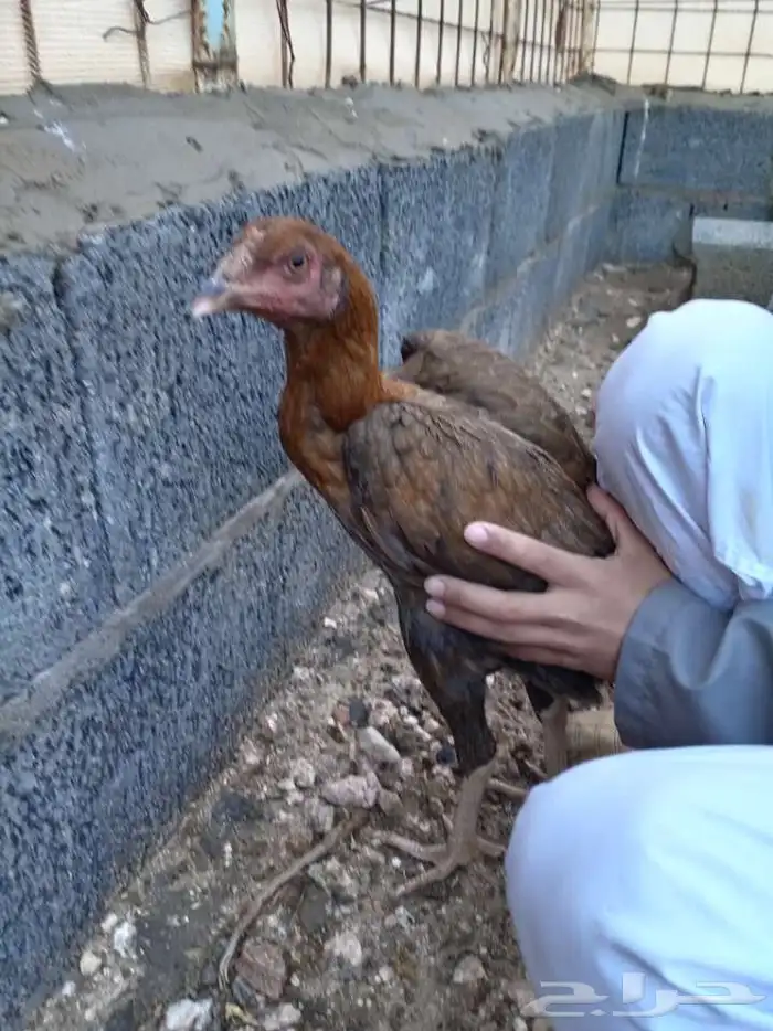 دجاج باكستاني ميوالي 5