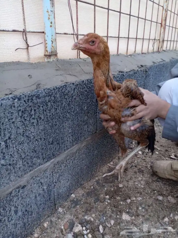 دجاج باكستاني ميوالي 6