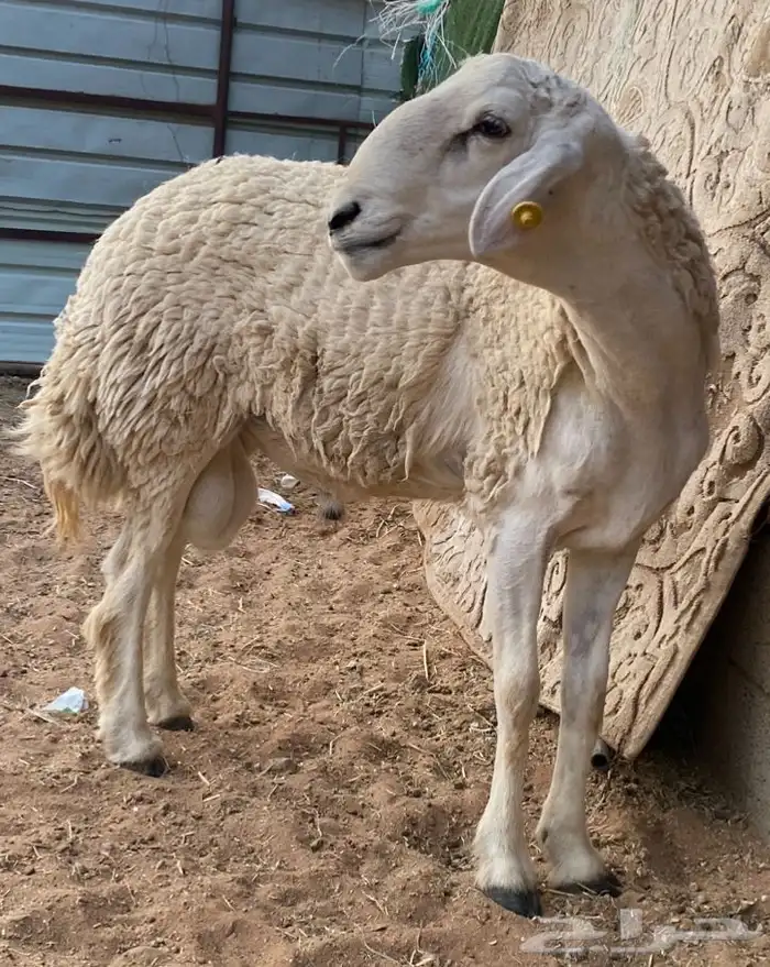 فحل حري مشروط 2