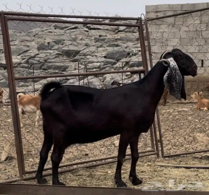 ماعز مقاني 0