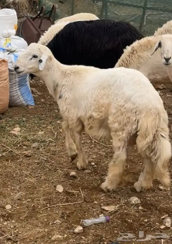 خروف كفو للبيع 1