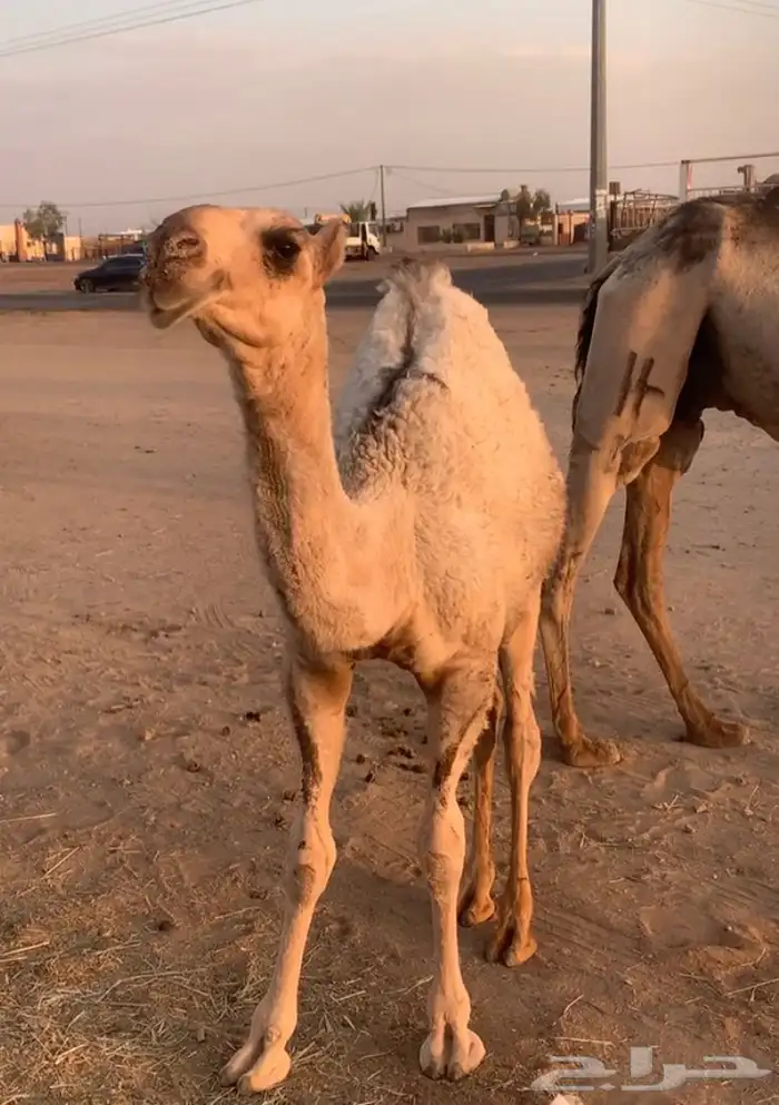 عشراء تحتها بكره كفو. تم البيع 8
