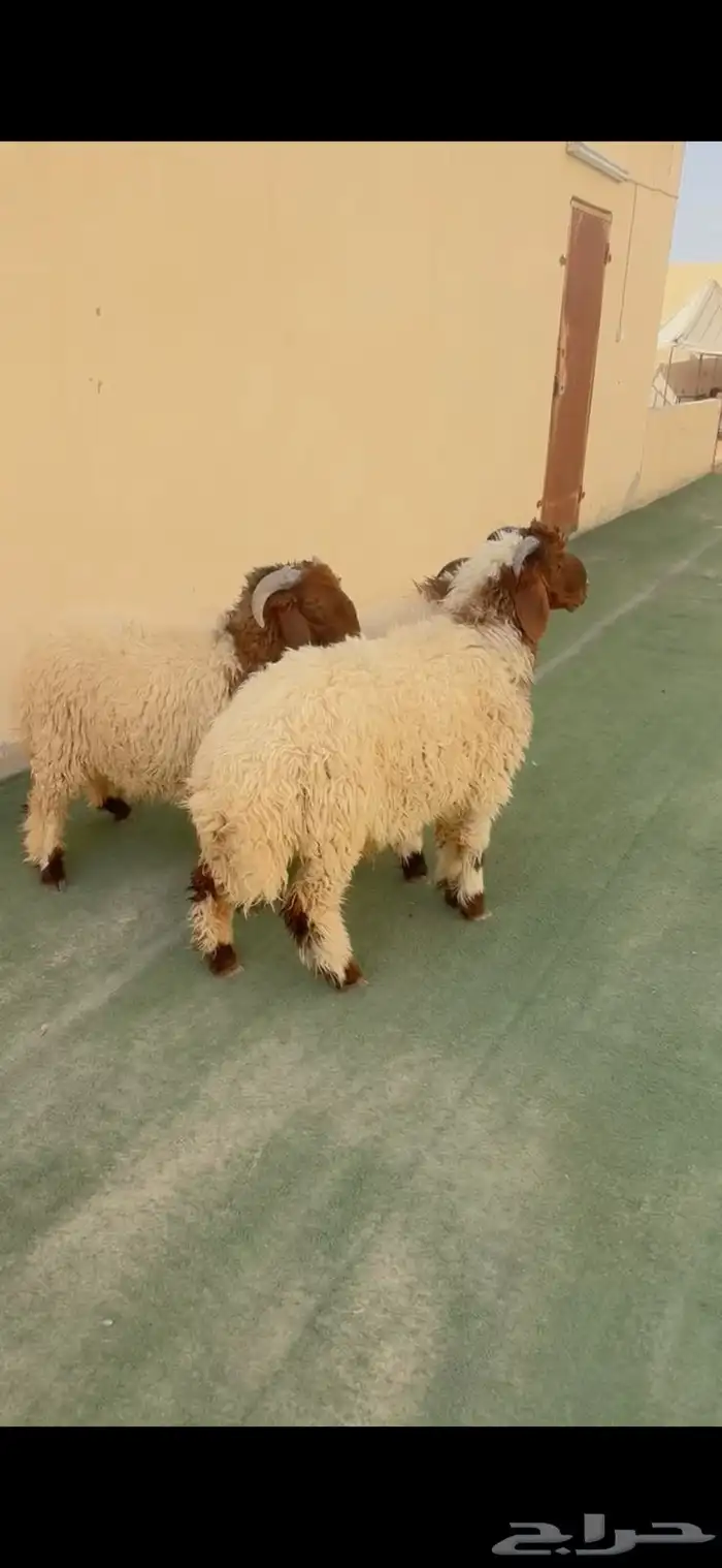 طليان نعيم الريآض حي الشفآء آي مكان نوصل فيه ذبح باقي 3 0