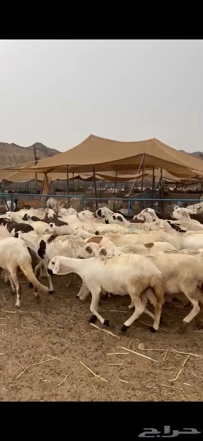 ضان سواكني ابيض منوة القناي 3