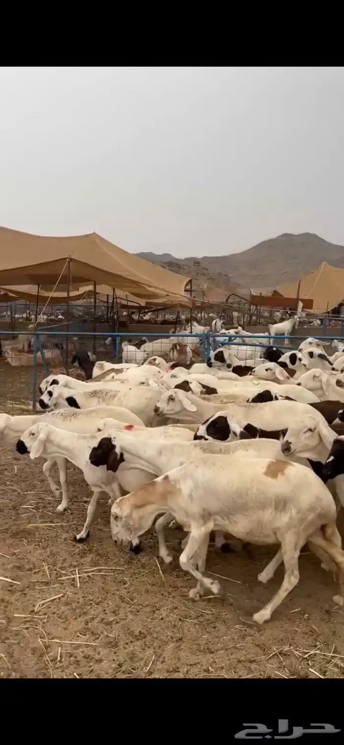 ضان سواكني ابيض منوة القناي 0