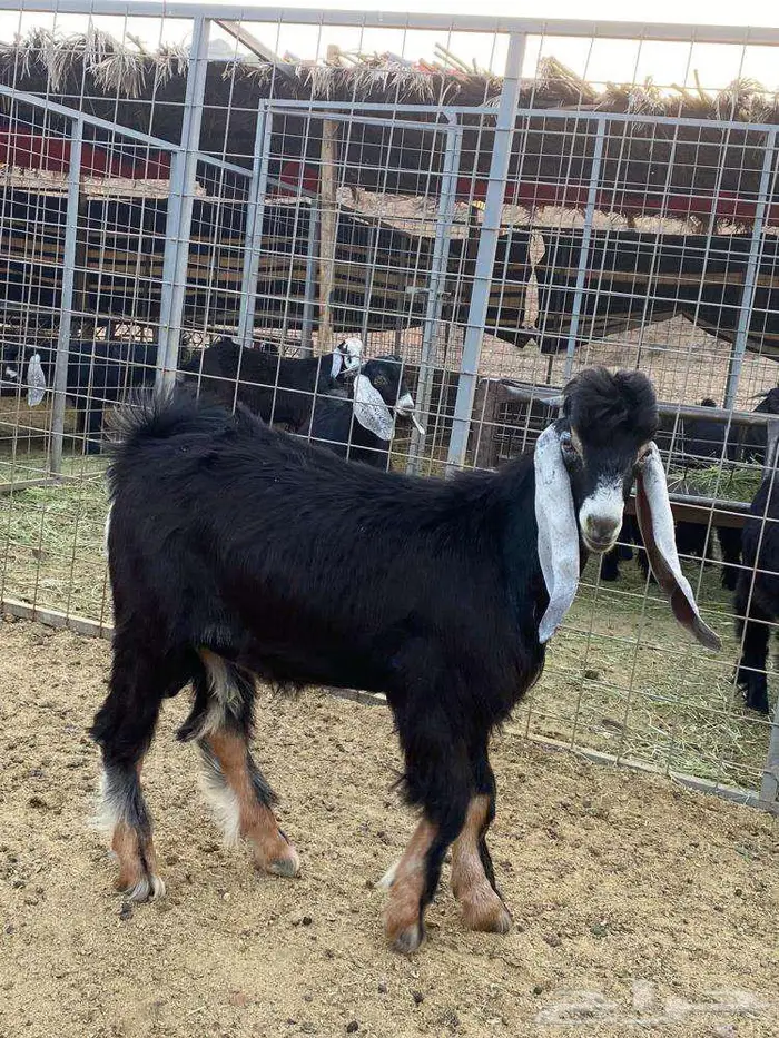 ذبائح فاخره غنم تربيه وليس غنم شبوك للبيع 3
