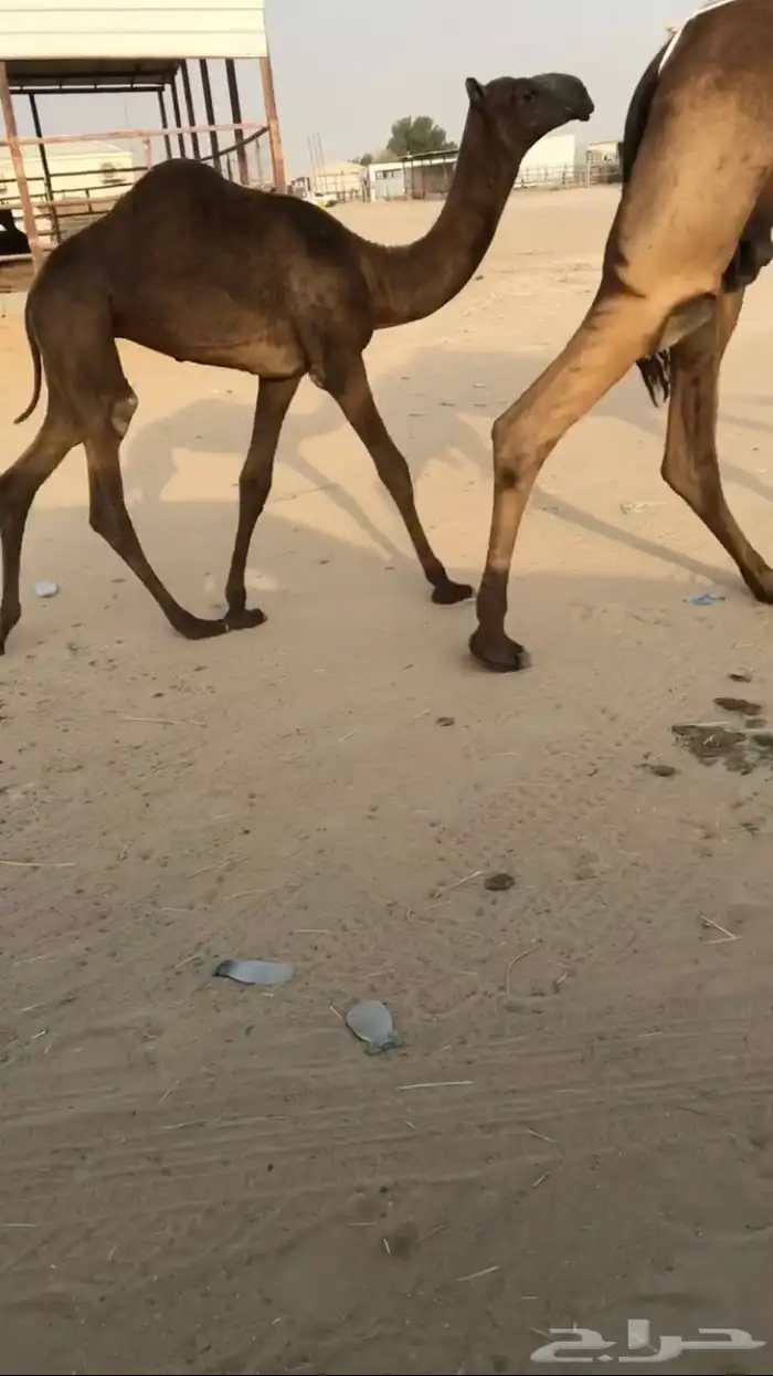 حواره طيبه معها امها علا بعير السميري 0
