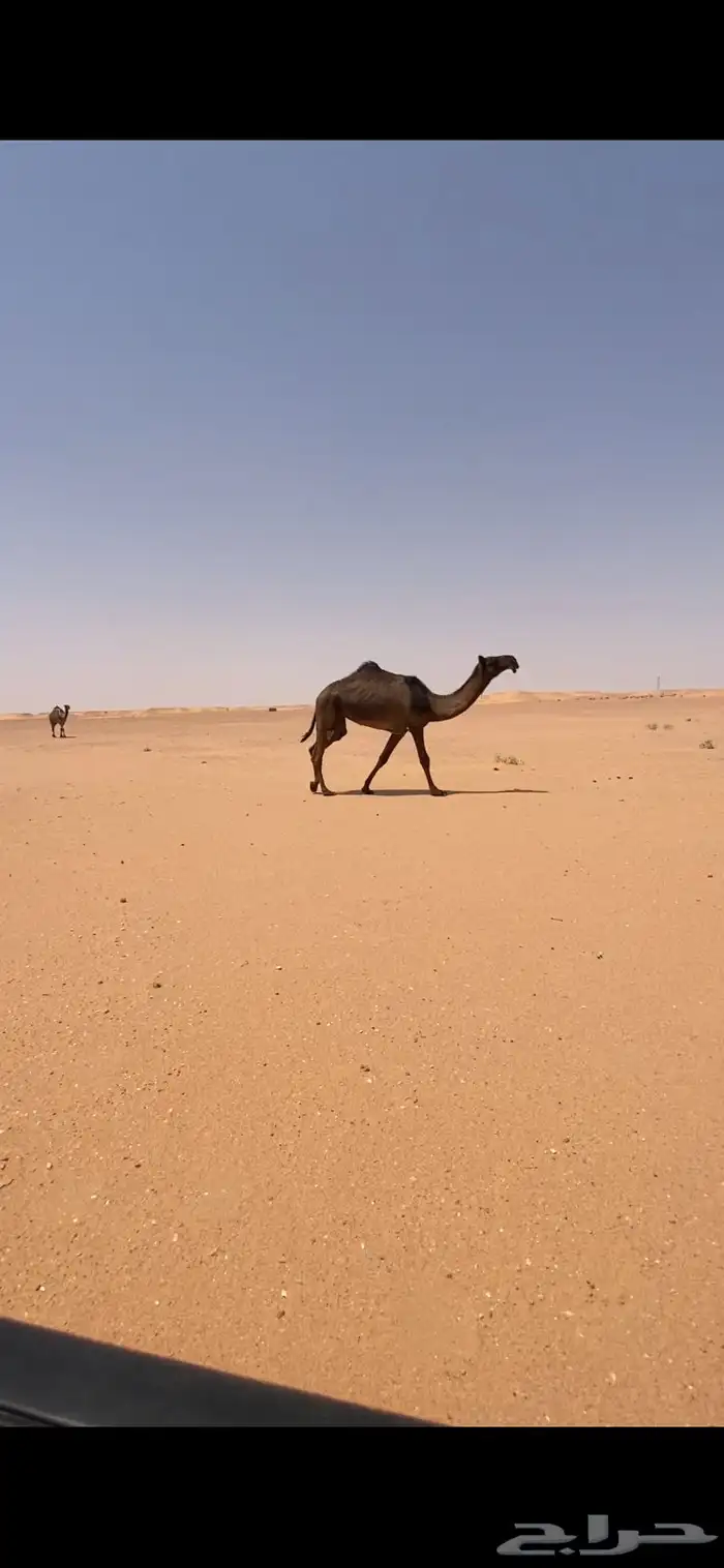 بكره 0