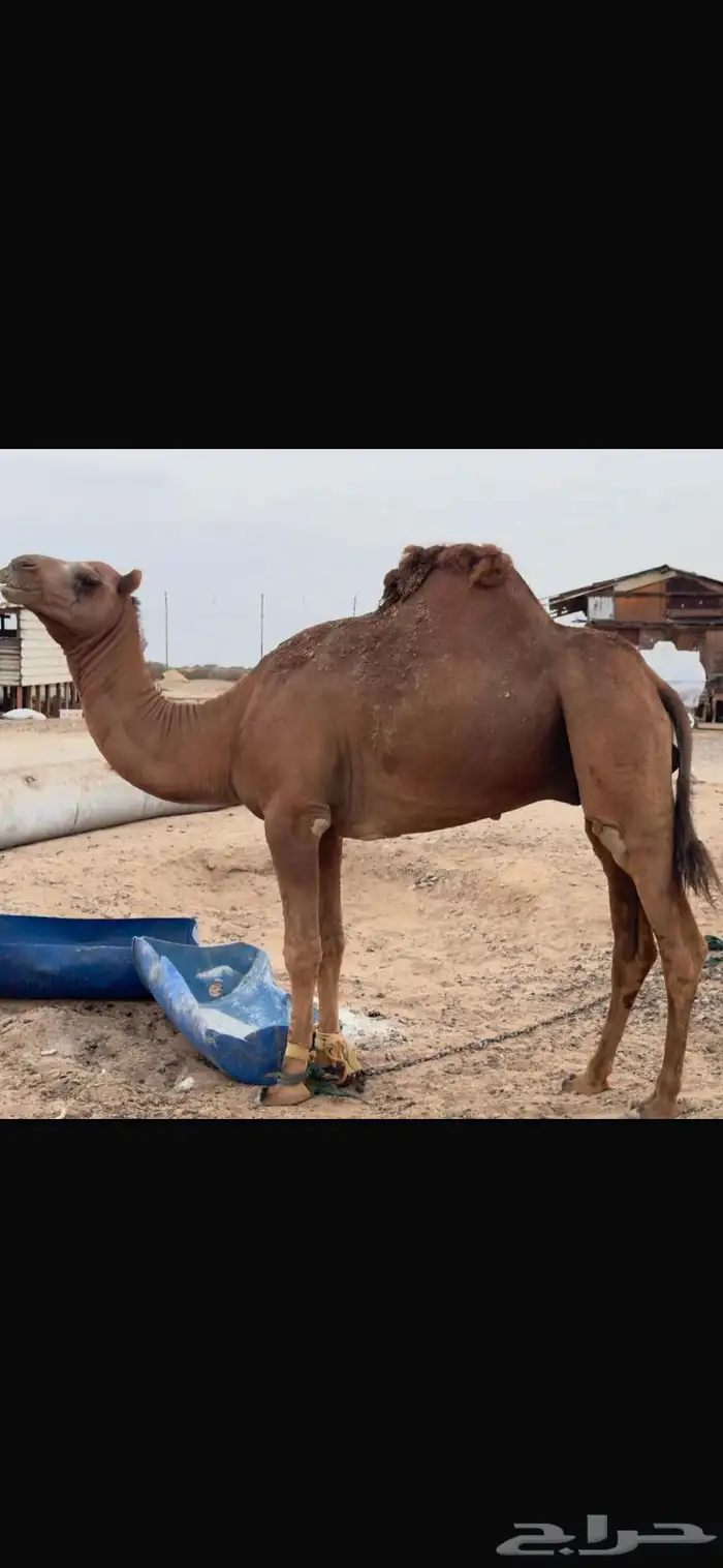 بعير احمر ساحلي 2