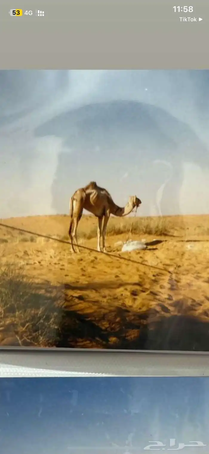 حلال إبل 0