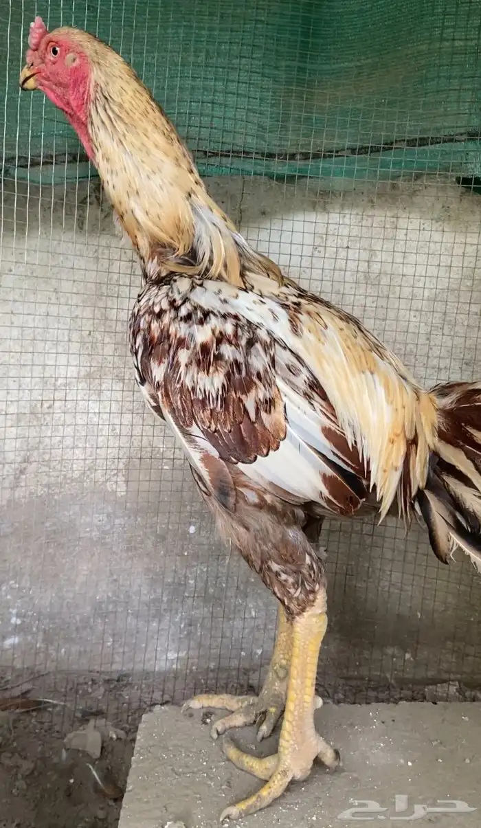 ديك فارسي فاخر الباحه . 0 50 880 4617 2