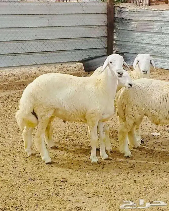 ذبائح فاخره غنم تربيه وليس غنم شبوك للبيع 5
