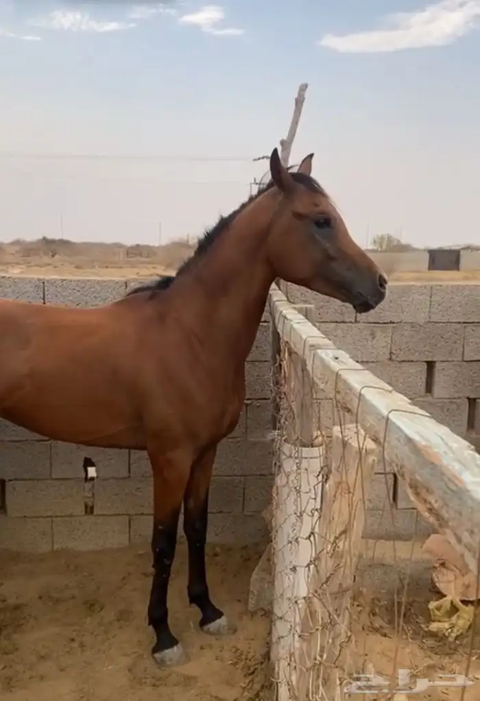 البيع خيل شعبي 0