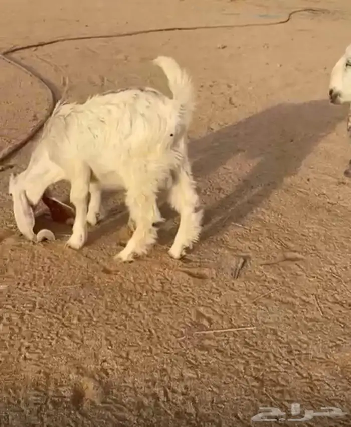 عنز مطور خلفه 0