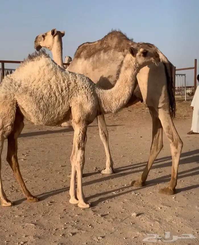 عشراء تحتها بكره كفو. تم البيع 2