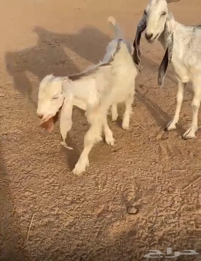 عنز مطور خلفه 2
