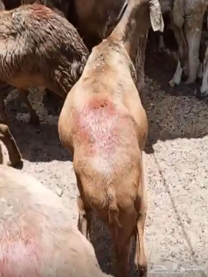 طليان سواكني حمري وزن للمناسبات 10