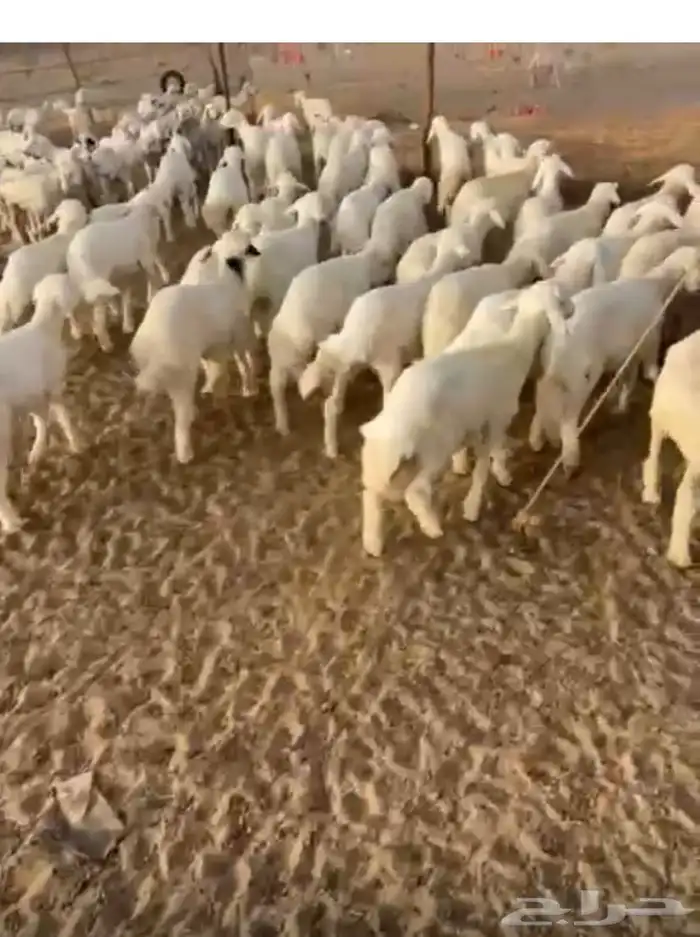 بهم تربية مخلوط الخال طليان رقم واحد 0