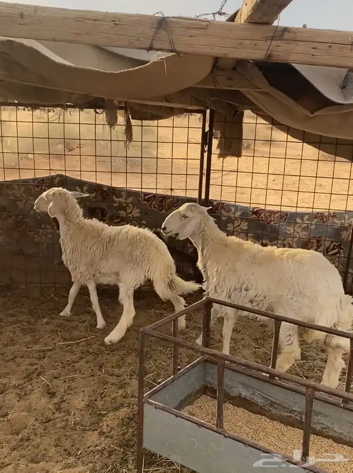 لبيع ذبائح طيبات بريات 0