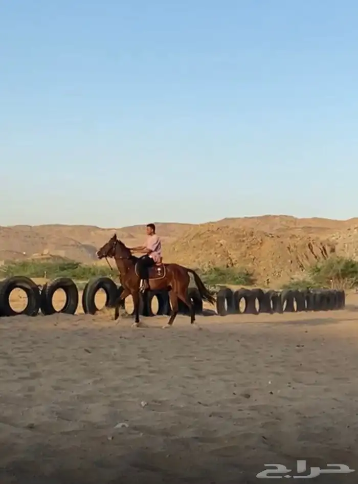 فرس فاخره 0