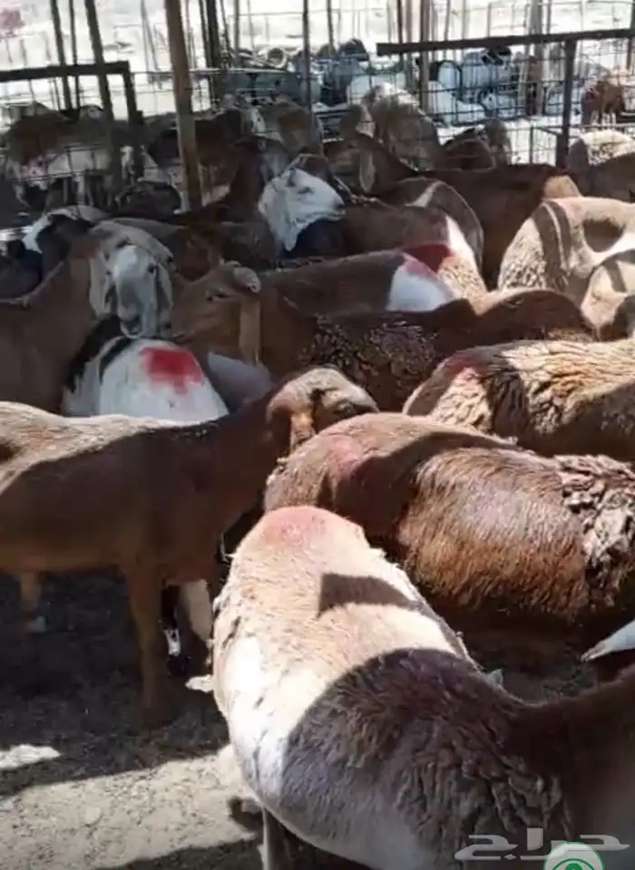 طليان سواكني حمري وزن للمناسبات 3