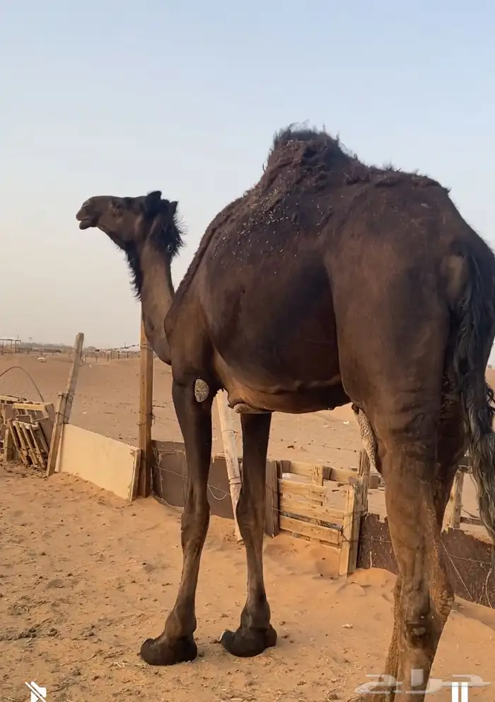 القحه لها فوق 7 شهور. القحه بثالثها 0