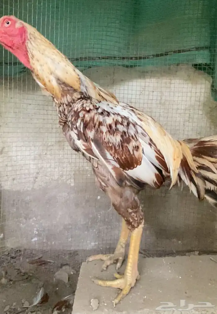 ديك فارسي فاخر الباحه . 0 50 880 4617 0