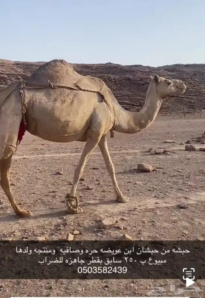 ناقه حره حويطيه 1