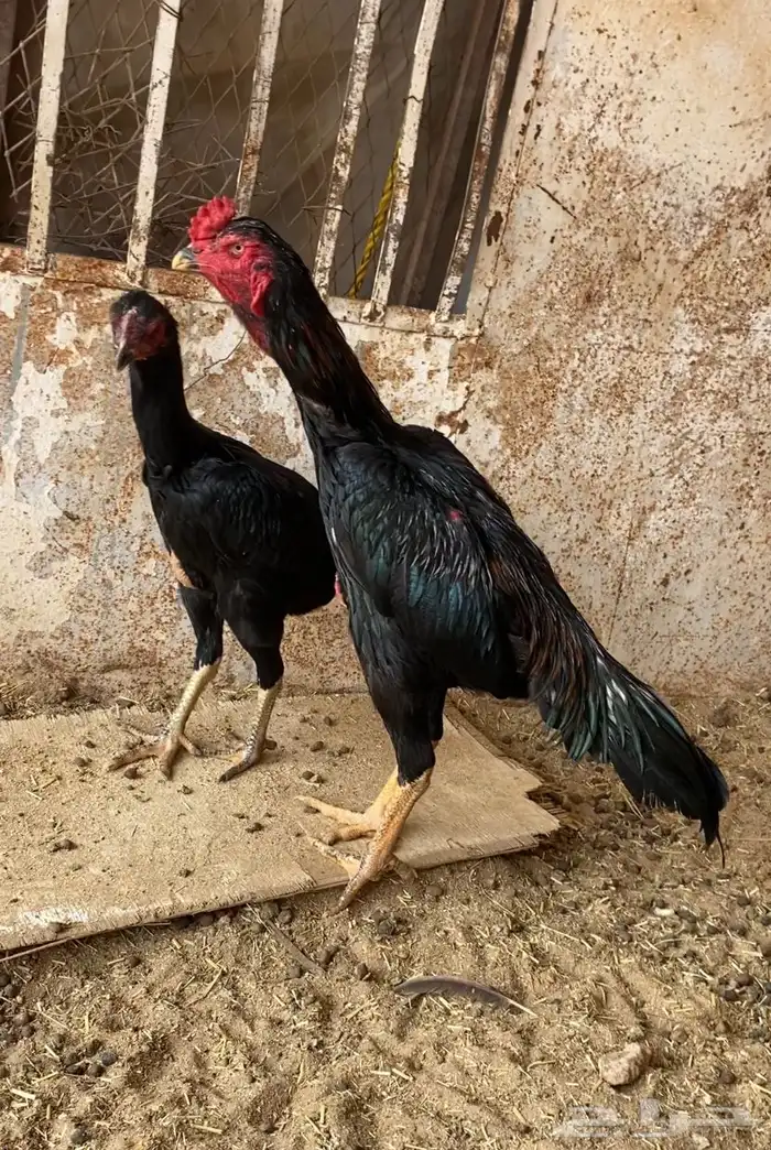 دجاج شامو اللماني وشامو يباني 1