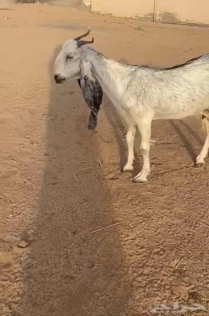 عنز مطور خلفه 1