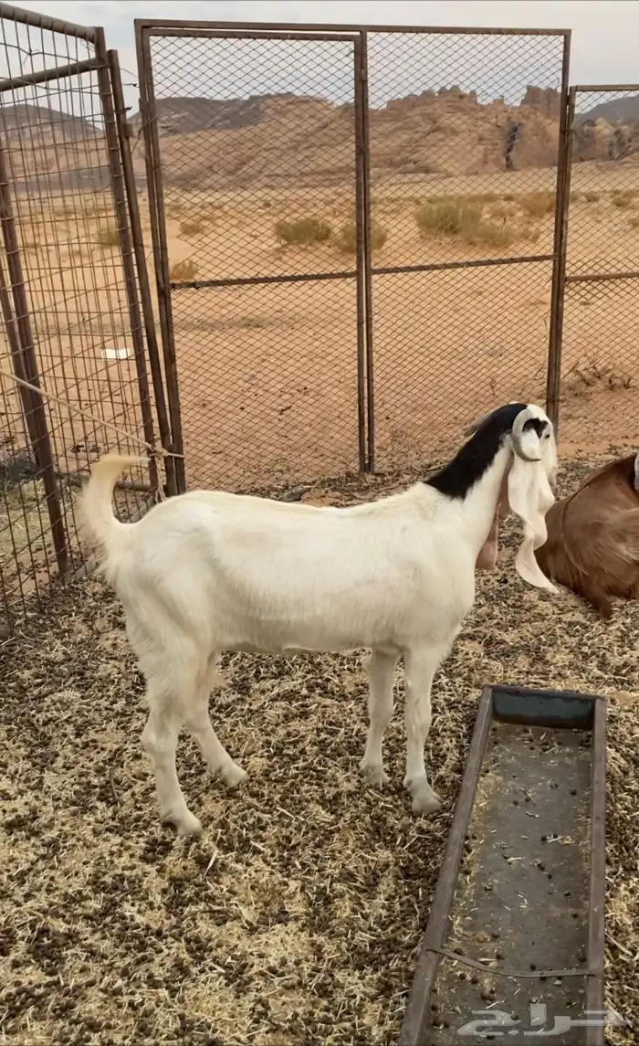 عناق للبيع ا 1