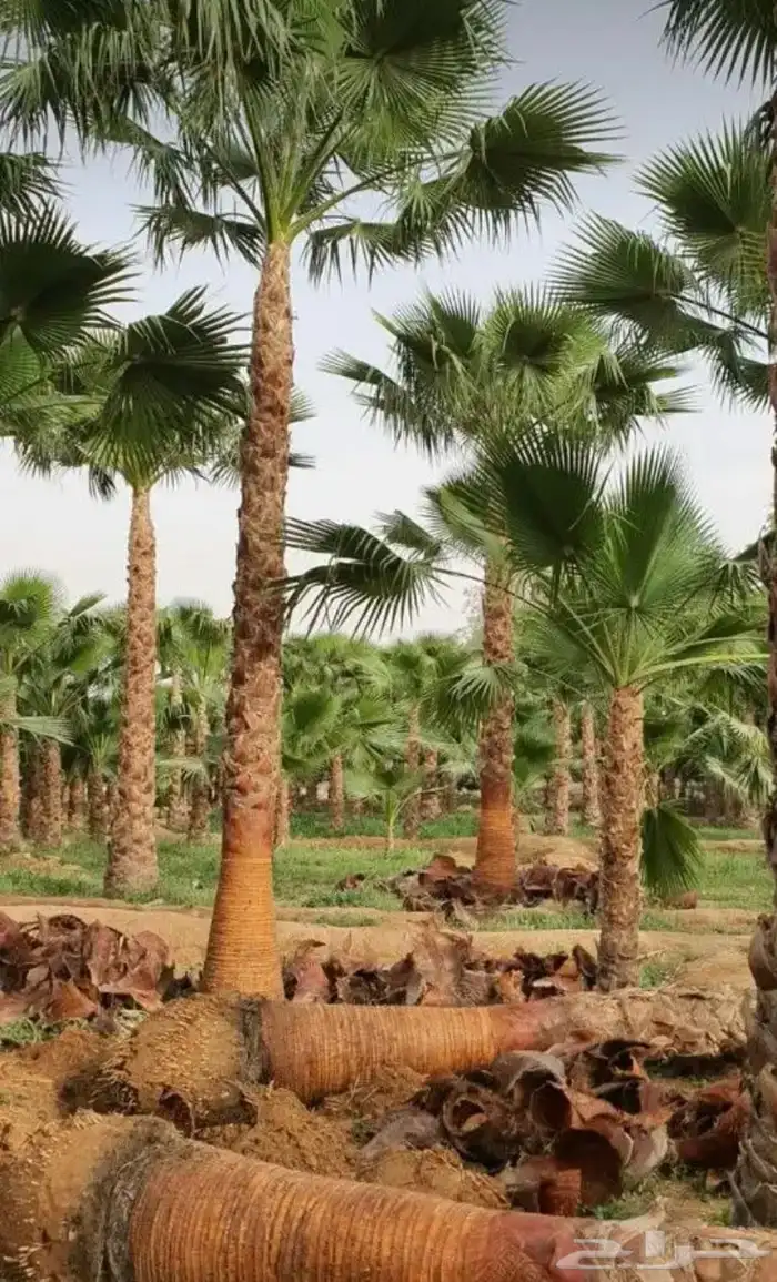 نخل واشنطن ملكي 6