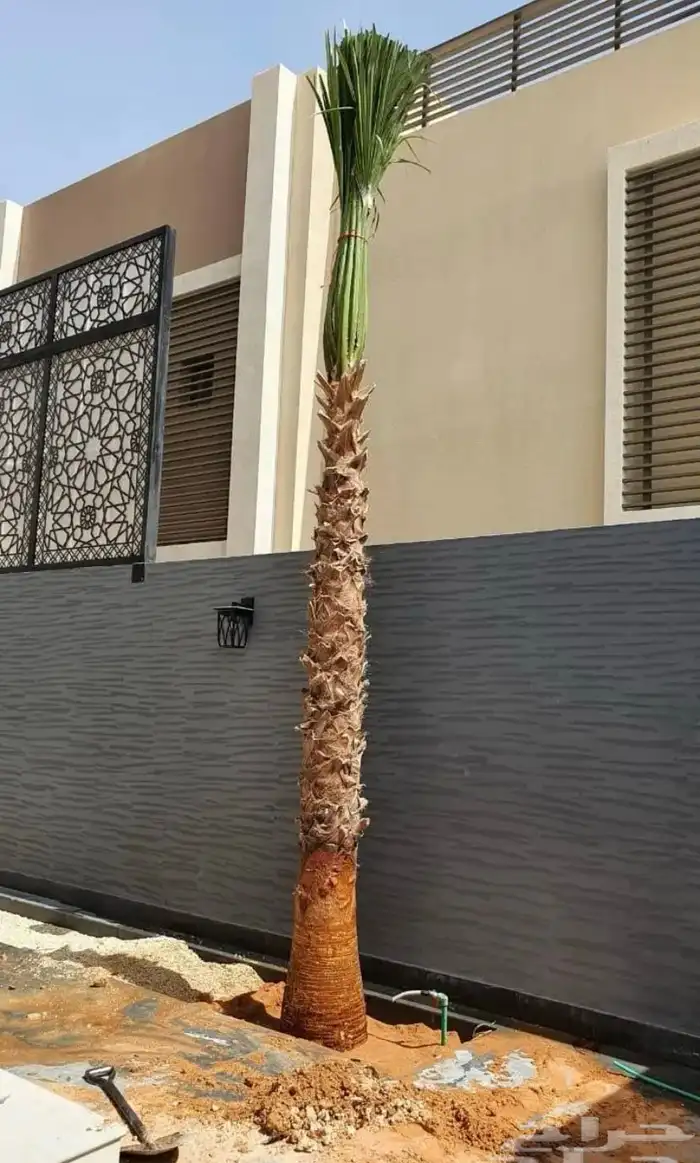 نخل واشنطن ملكي 2