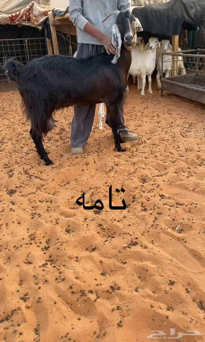 معزا وحري وجذعات 5