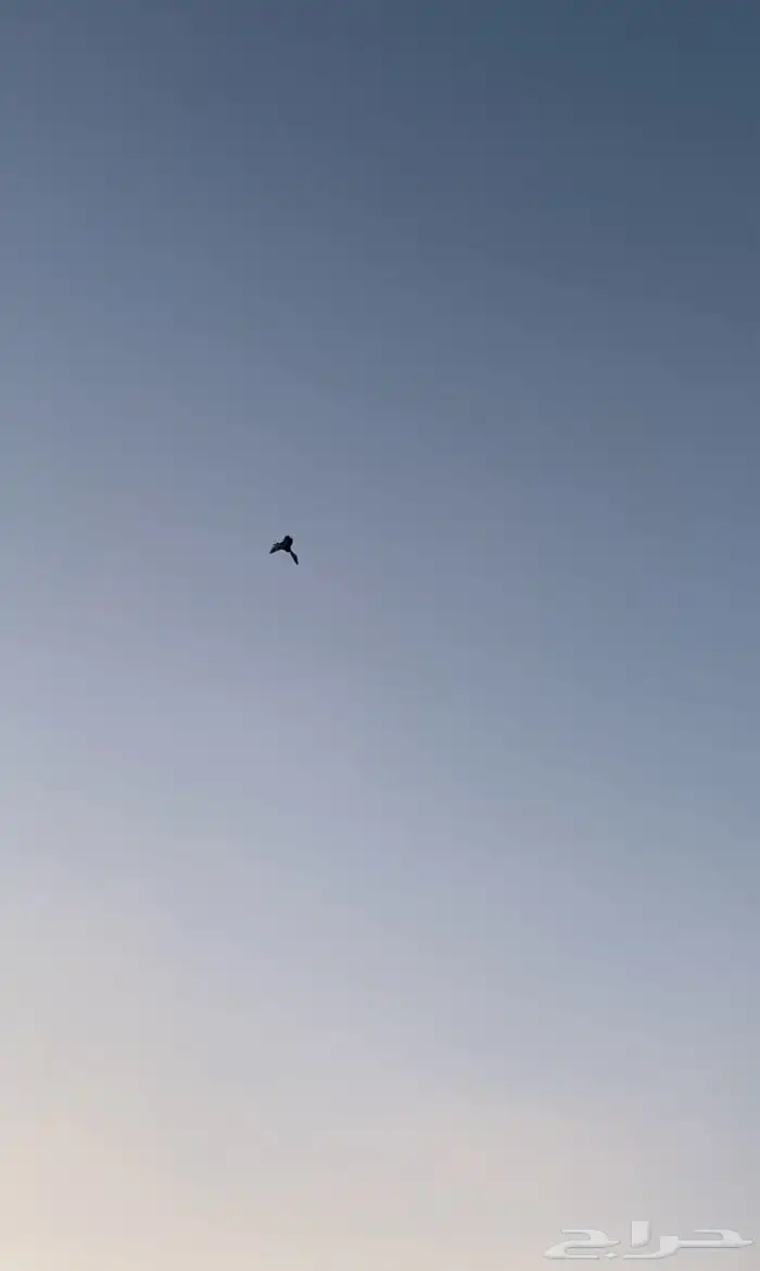 حمام باكستاني 8