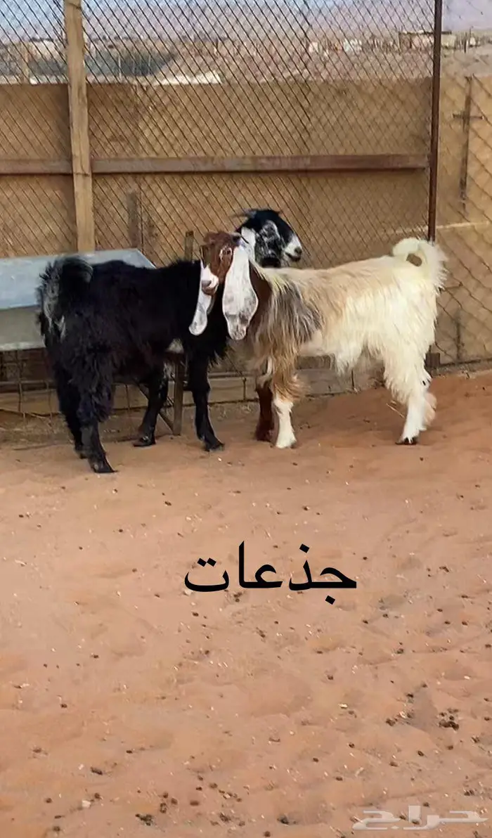 معزا وحري وجذعات 3