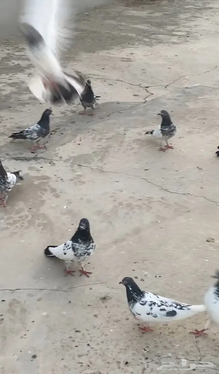 حمام باكستاني 5