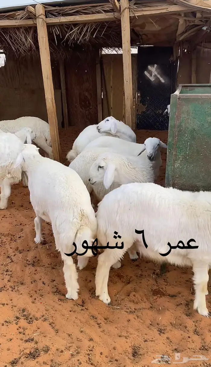معزا وحري وجذعات 4