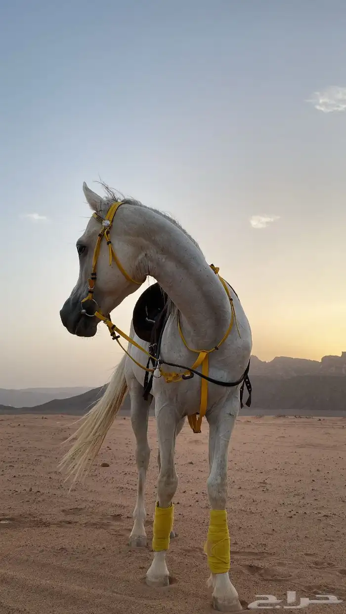 حصان شعبي 3