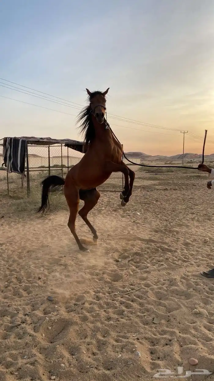 مهر واهو 3