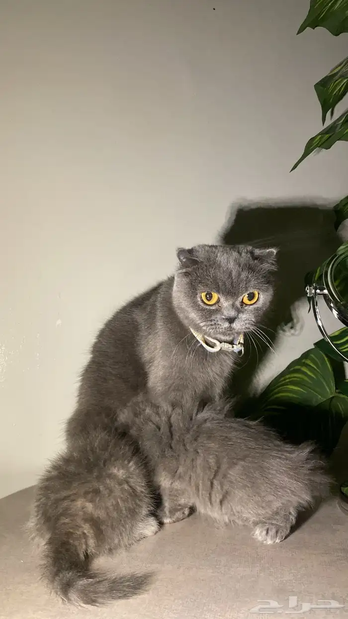 قطط للبيع 3
