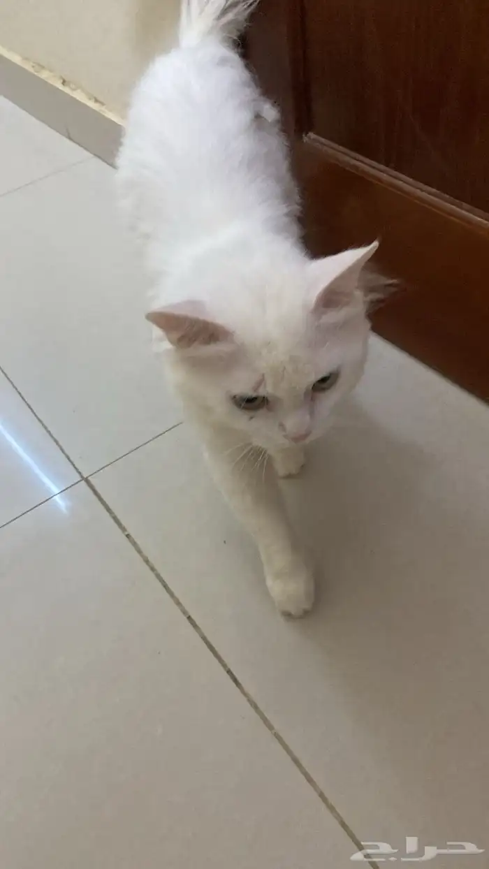 قطط للتبني 1